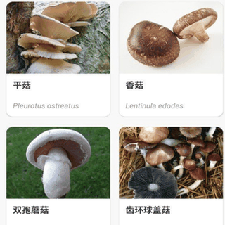 Picture Mushroom screenshot